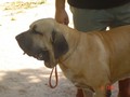 In Memorian - Fila Brasileiro Dourado - Canil Singular - Minotauro
